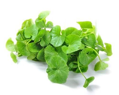 Το Predstonorm περιέχει gotu kola (Centella asiatica)